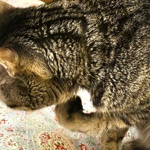 Meet your Posher, Vincent